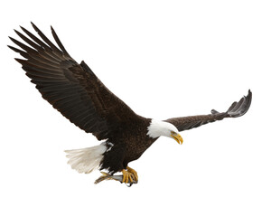 Fototapeta premium American bald eagle bald eagle in flight 