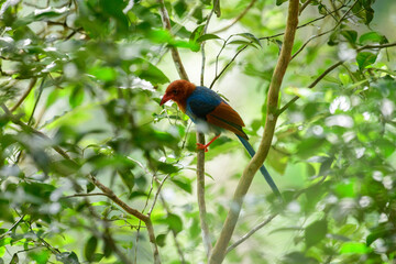 Sri Lanka blue magpie or Ceylon magpie (Urocissa ornata) bird perch on a tree branch at the Sinharaja forest reserve.