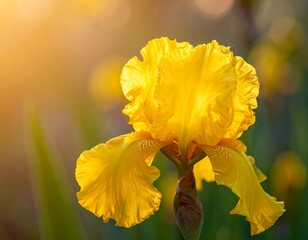 Vibrant yellow iris in sunlight
