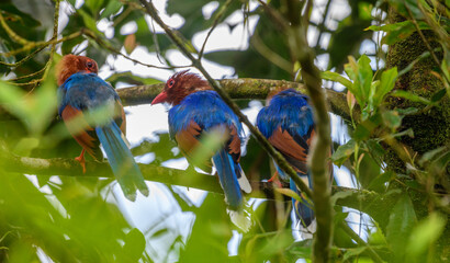 Sri Lanka blue magpies group perch on a tree branch at the Sinharaja forest reserve. Shot from behind.