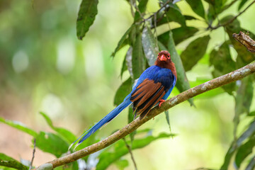 Sri Lanka blue magpie bird perched on a tree branch and looked at the camera at the Sinharaja forest reserve.