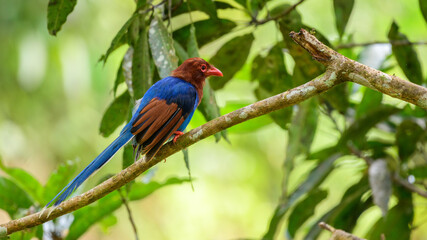 Sri Lanka blue magpie or Ceylon magpie (Urocissa ornata) bird perches on a tree branch at the Sinharaja forest reserve. Endemic bird to Sri Lanka.