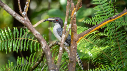 Sri Lanka grey hornbill (Ocyceros gingalensis) perched on a tree branch in the Sinharaja Forest Reserve.  © nilanka