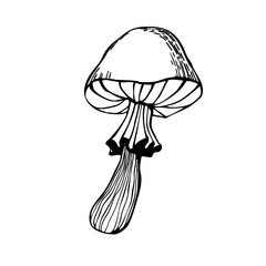 Vector illustration of a magic mushroom for witch's potions. Hand-drawn black and white graphic illustration for cards, notepads, stickers, and crafts.