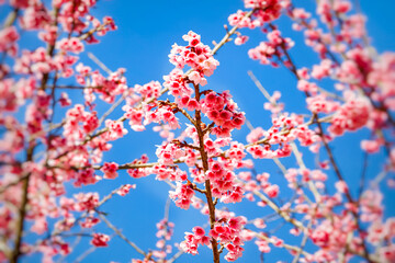 Beautiful pink flower and cherry blossoms