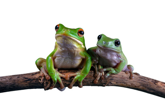 Dumpy frog "litoria caerulea" on isolated background, Green tree frog on branch	