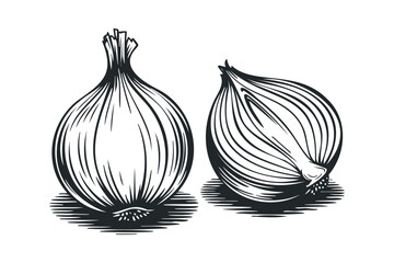 Black and White Line Drawing of Two Onions. Vector hand drawn illustration