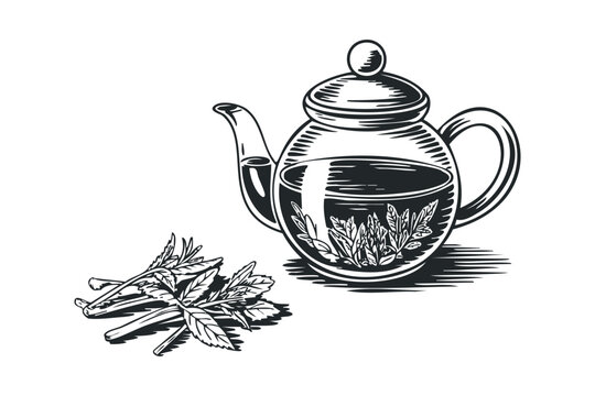 Herbal tea in a glass teapot with mint leaves. Vector hand drawn illustration - Powered by Adobe