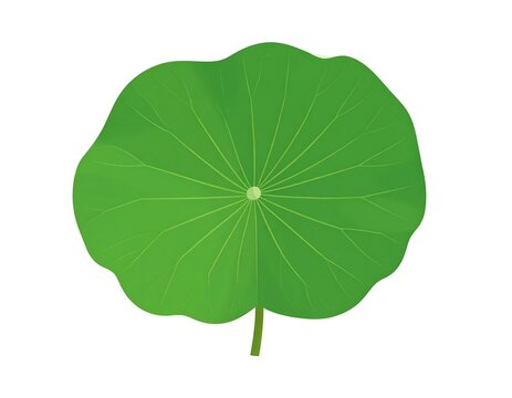 Top-down view of a large, vibrant green lotus leaf