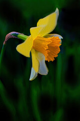 Obraz premium 愛らしい黄色のスイセン