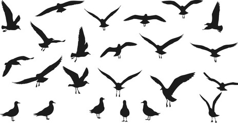 Bird silhouettes in flight, seagull flock, standing gulls, black vector shapes, wildlife design, coastal animals, sky illustration, nature outline, decorative art