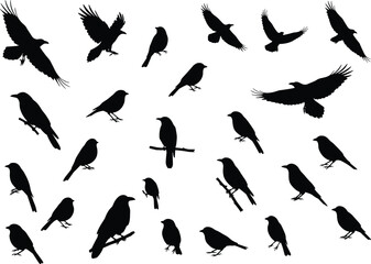 Bird silhouette vector set with flying and sitting poses, black crow and sparrow design elements, decorative wildlife clipart collection