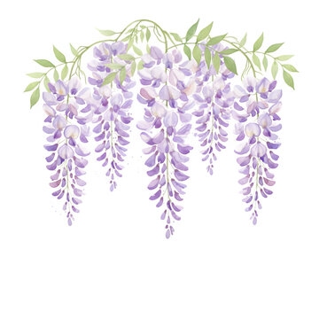 A graceful watercolor illustration of cascading wisteria flowers in soft purple hues with light green leaves