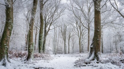 Obraz premium A tranquil forest path covered in fresh snow leads through tall, bare trees. The serene white landscape is illuminated by soft winter light, creating a peaceful atmosphere.