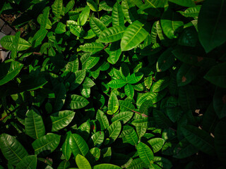 green leaves background