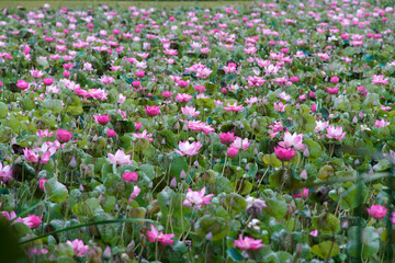Vibrant Lotus Flowers Blooming in a Serene Water Landscape