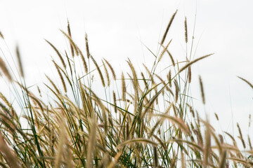 Soft Golden Grass Blades Against Cloudy Sky in Natural Setting