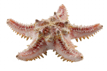 Close up detailed image of a colorful starfish isolated against a clean transparent background