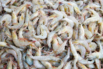 Fresh Raw Shrimp Piled Together on Display at Seafood Market