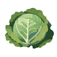 Vector cabbage top view, layered green leaves, flat simple design, isolated