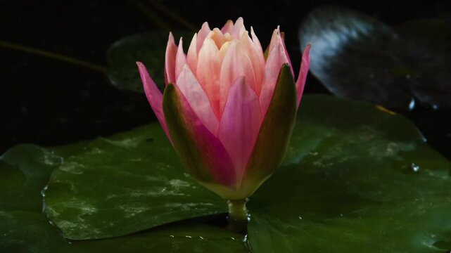 Timelapse of pink lotus water lily flowers opening in pond, waterlilies blooming