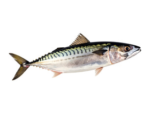 Fototapeta premium A vibrant fish showcasing its sleek body and distinctive patterns against a plain background.