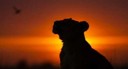 Naklejka premium Silhouette of a wild cat at sunset