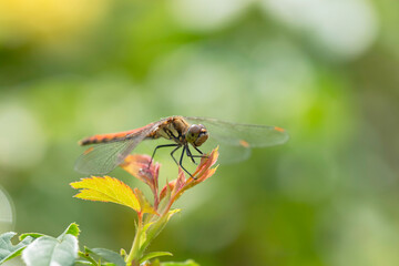 木の葉にとまる赤トンボ