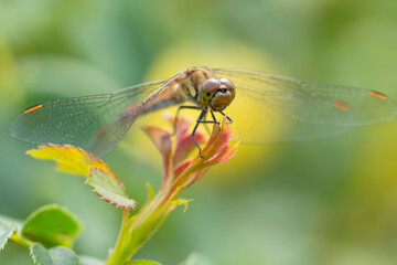 木の葉にとまる赤トンボ