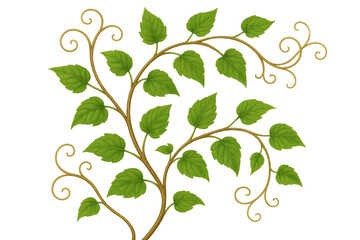 Green foliage vine with tendrils scrolling on transparent background for nature and growth concepts