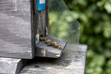 Close-up of honey bees (Apis mellifera) at the entrance of wooden hive, symbol of beekeeping, pollination, organic honey production and sustainable agriculture