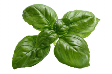 Fresh green basil plant with water droplets isolated on a pure transparent background