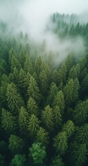 Aerial View of Lush Green Forest with Fog