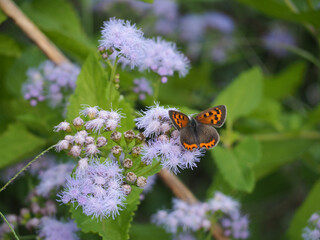 植物　９月の花
