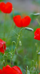 Naklejka premium Unopened tulip buds are drooping.