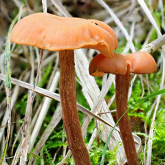 The Common Woodland Fungus, Laccaria laccata, also known as the Deceiver set within the Moss and Grasses of a Scottish Woodland Floor.