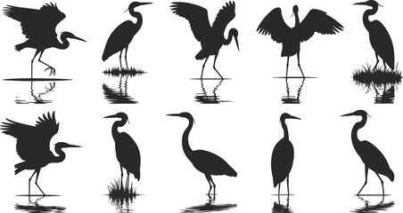 Heron bird silhouettes standing, flying, and wading in water with reflections, nature wildlife scene, wetland birds, elegant wild bird poses, natural habitat.