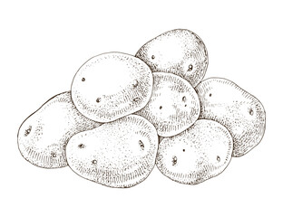 Raw potatoes hand drawn vector