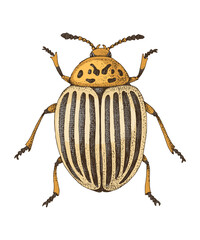 Colorado potato beetle vector illustration