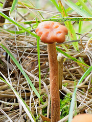 A Single Specimen of Laccaria laccata, also known as the Deceiver set within the Moss and Grasses of a Scottish Woodland Floor.