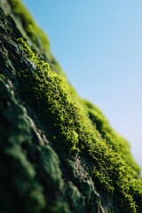 Lush green moss thrives on a textured tree bark, angled against a vibrant blue sky, sunlight illuminating the vibrant moss