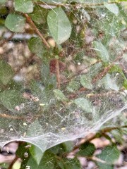 Tetranychus urticae ( red spider mite or two-spotted spider mite) is a species of plant-feeding mite. It is a pest. 