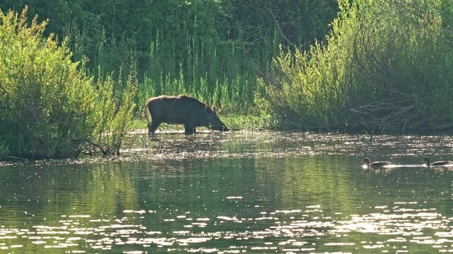 wild boar is eating and drinking in a swamp near the sources of the Jordan River