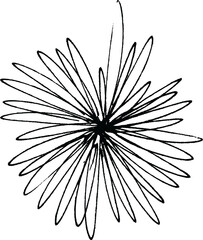 Obraz premium Botanical hand-drawing element