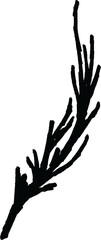 Fototapeta premium Botanical hand-drawing element