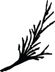 Obraz premium Botanical hand-drawing element