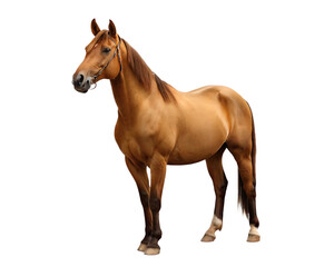 Brown horse standing profile view isolated on white background isolated on a transparent background