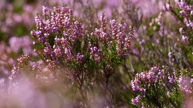 Purple Heather Flowers Swaying in Scottish Highland Breeze