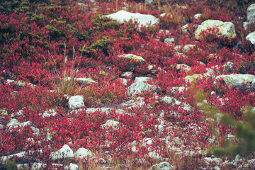 Blueberries Bushes in the mountain in Autumn season