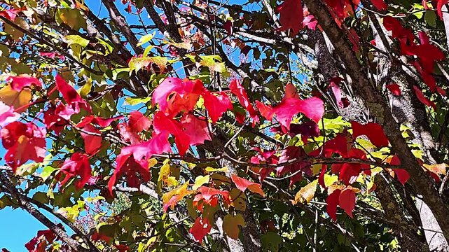 The Red Maple (Acer rubrum) is a deciduous tree native to eastern North America, known for its vibrant red flowers, twigs, buds, and brilliant red fall foliage